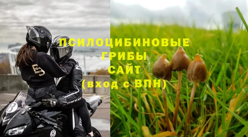 Галлюциногенные грибы Psilocybe  Вилюйск 